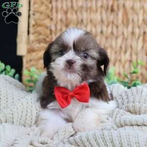 Gus (Mini), Shih Tzu Puppy